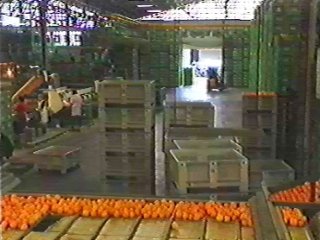 naranjas (14)  ALIMENTOS MERCADO